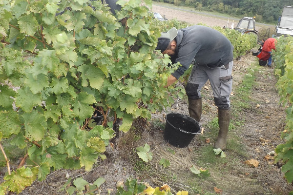 150 € pour cumuler le RSA avec un emploi saisonnier dans le vignoble