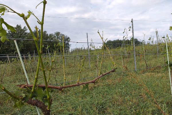 La grêle tombe sur les vignes de Bordeaux et de Bergerac