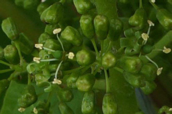 Une belle floraison, mais peu de vin en perspective en Gascogne
