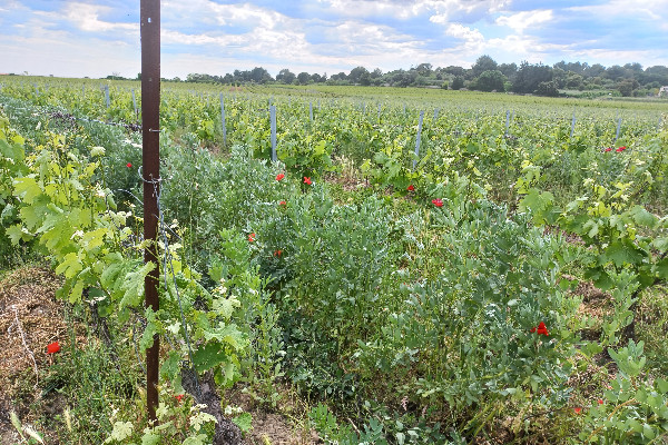 Des mesures pour connaître l'incidence de la viticulture sur l’activité des abeilles