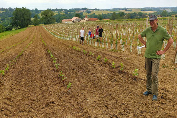 Le Sud-Ouest en quête de variétés résistantes et ressemblantes à ses cépages