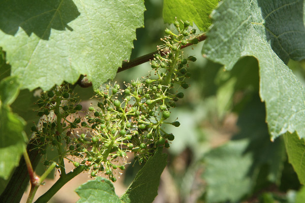 En Côte d’Or, le millésime 2022 balance entre 2018 et 2020