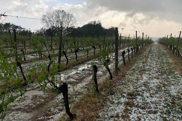Orages de grêle 'apocalyptiques' sur des vignes en mal d’assurance   