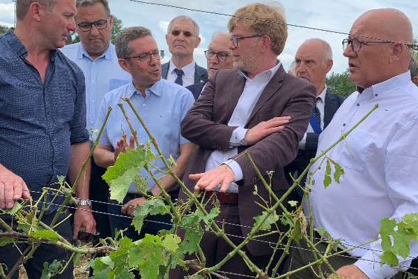 Mesures d’urgence et d’assurance pour les vignes grêlées, et les autres
