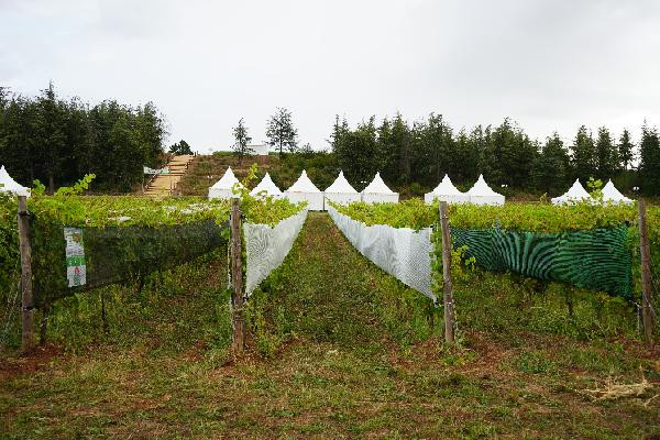  Les filets sont un bon rempart face à la grêle