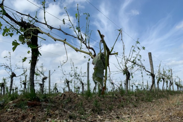 'La grêle ne va pas seulement compromettre les vendanges 2022'