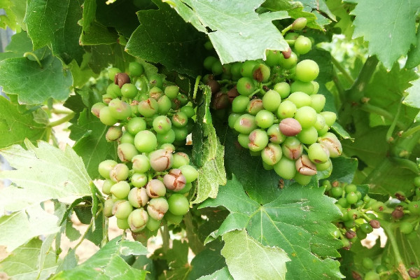 La grêle a aussi touché le vignoble du Roussillon