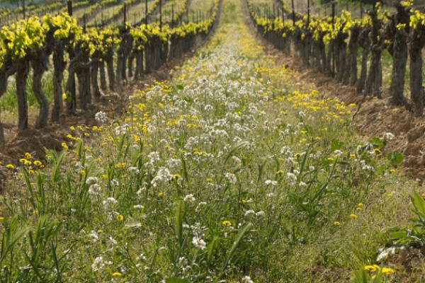 L’Institut Français de la Vigne et du Vin présente sa feuille de route pour la bio