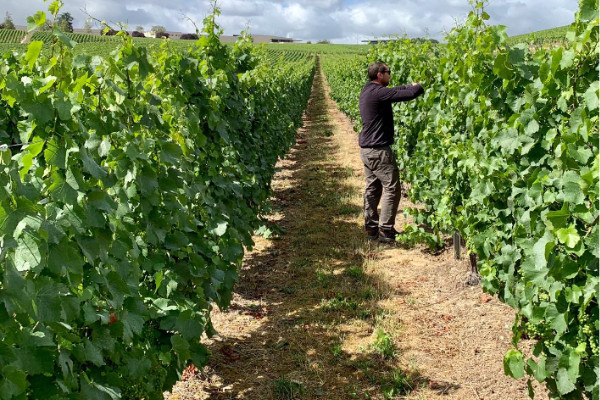 Les Vignes Semi Larges mises en application pour la Champagne   