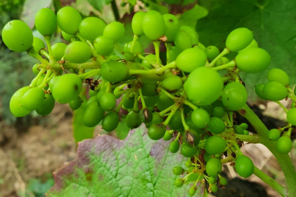 Les vignes du Beaujolais passent entre les gouttes des dégâts de grêle