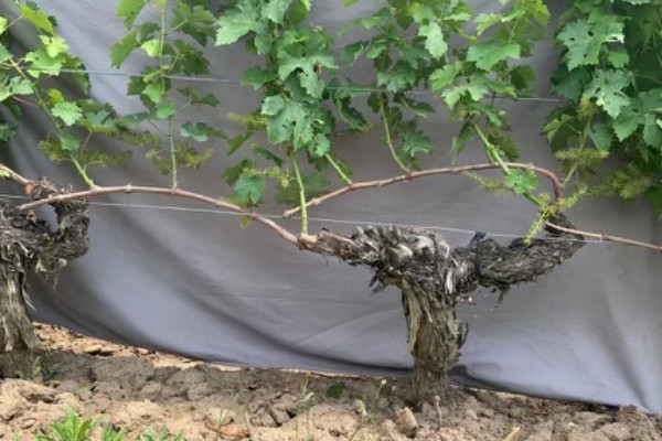 Comment donner le bon pli à ses vignes en guyot double pour éviter l’entassement