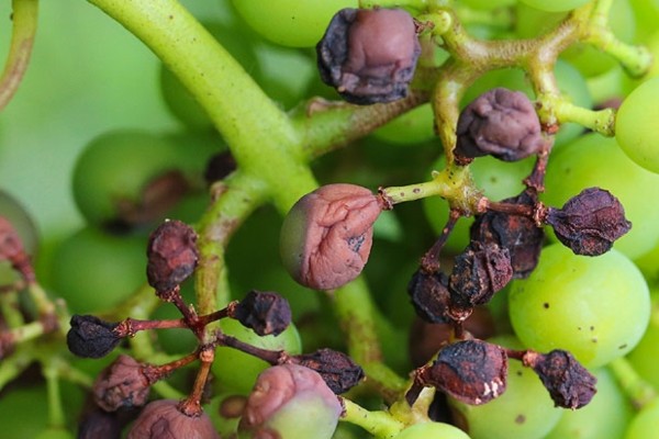 Risque élevé de black-rot dans les vignobles du Sud-Ouest