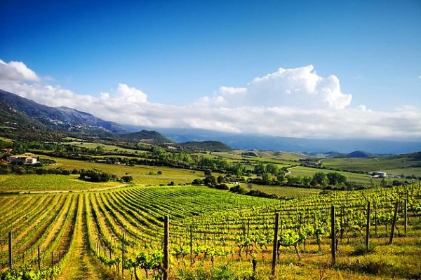 Belle vendange en perspective en Corse, s'il n'y a pas blocage de maturité