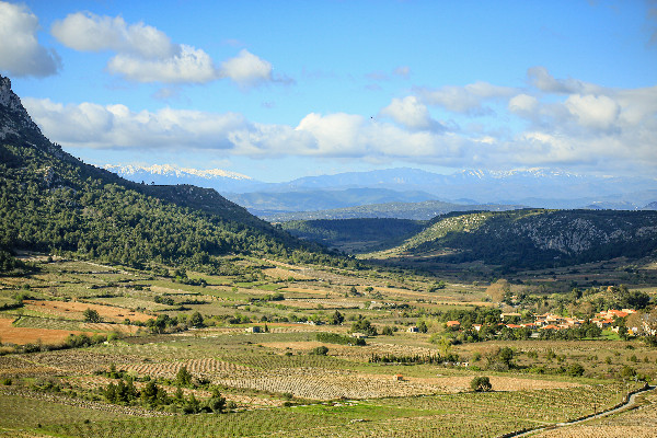 Une récolte correcte en ligne de mire dans le Roussillon