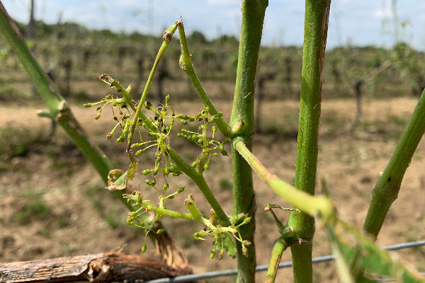 De la clôture des aides aux vignerons gelés en 2021 à l’ouverture du soutien aux grêlés de 2022