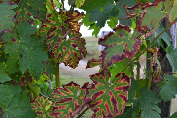 De nouvelles armes contre l’esca de la vigne ?