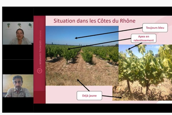 Que penser du début de contrainte hydrique dès la floraison de la vigne ?