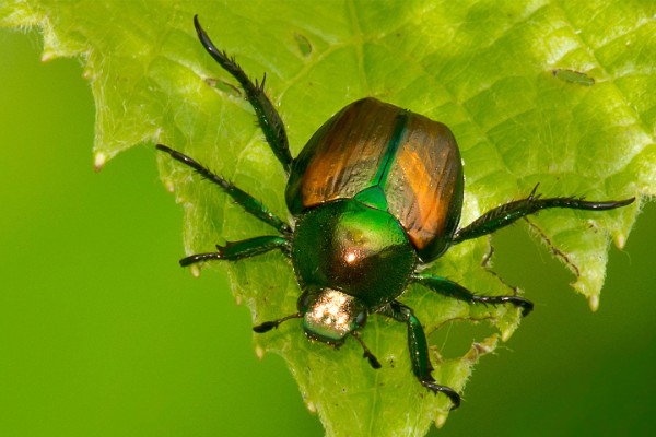 Gros risque d’entrée du scarabée japonais dans le vignoble