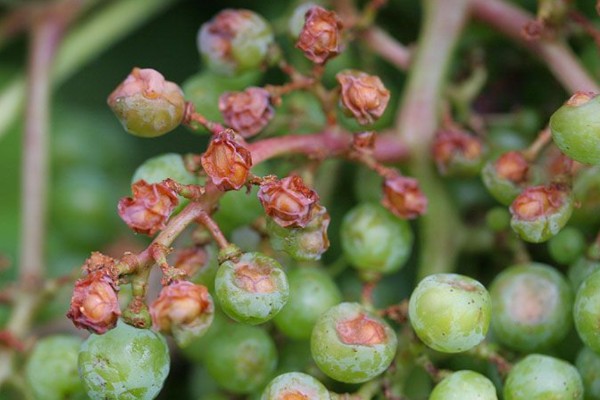 Les pics de chaleur inédits au vignoble vont-ils plomber le millésime ?