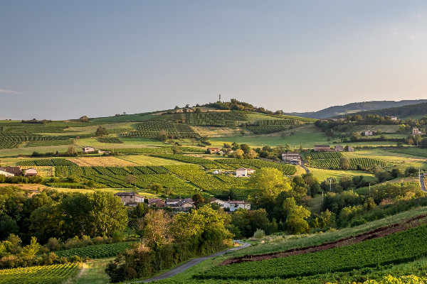 Les vendanges s'annoncent précoces dans le Beaujolais