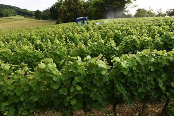 Prix records pour des vignes vendues aux enchères à Arbois