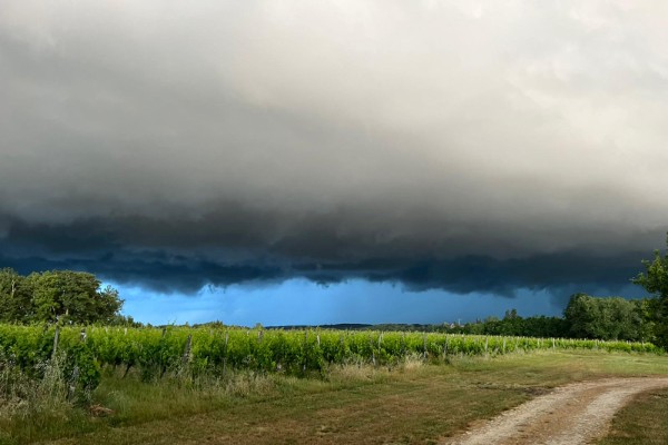 Au moins 7 000 hectares de vignes ravagées par la grêle de Pentecôte