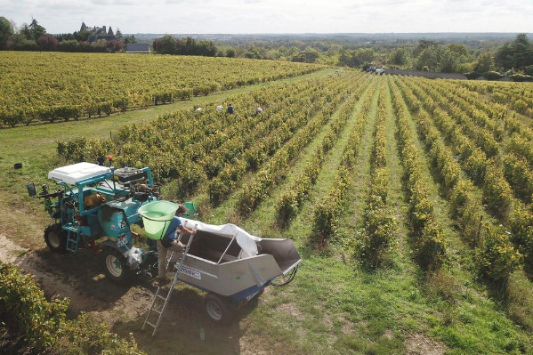Augmenter de 15 à 20 % le prix des vins compenserait les surcoûts de production