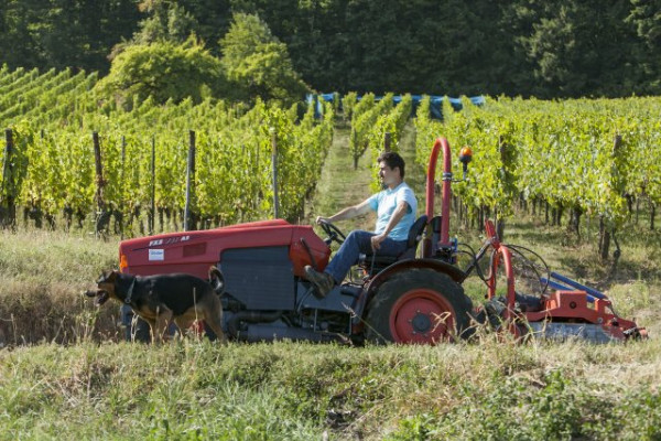 Comment protéger de la canicule les travailleurs de la vigne