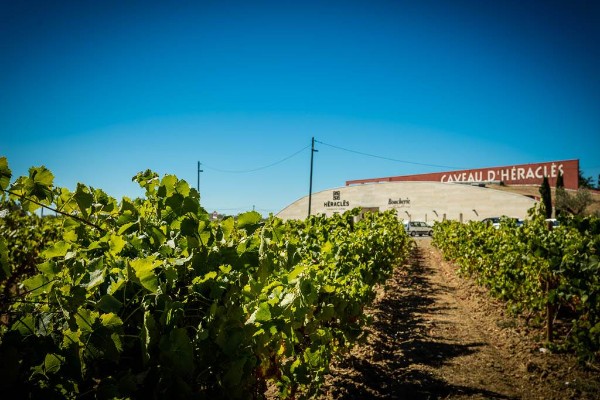 Début des vendanges en juillet dans le Gard