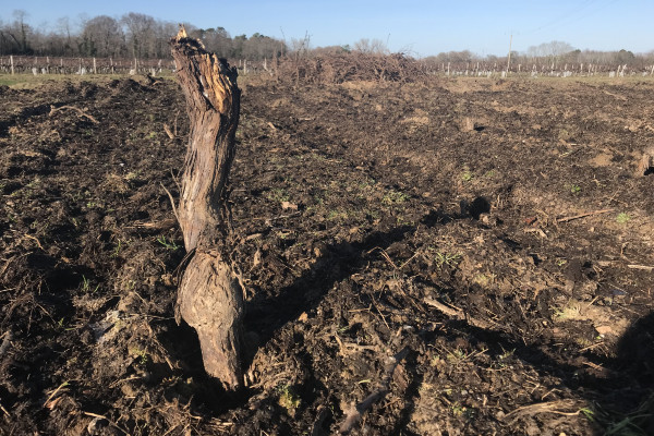 Êtes-vous pour ou contre le retour des primes à l’arrachage des vignes en surproduction ?   