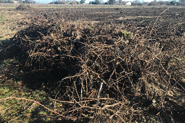 La demande bordelaise d’arrachage suscite la compassion, mais pas le consensus, dans le reste du vignoble