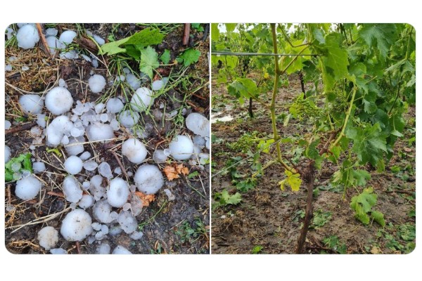 La canicule tourne aux orages de grêle dans plusieurs vignobles