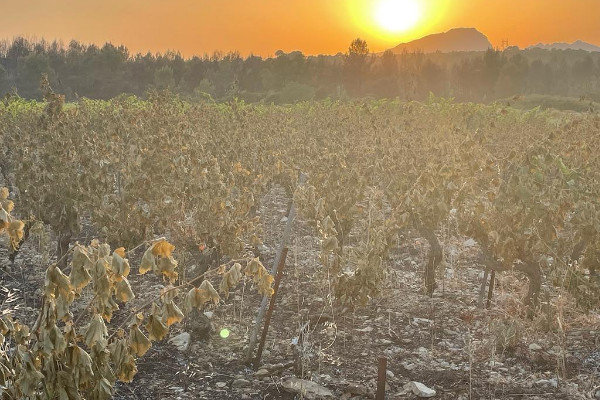 3 ha de vignes grillées par un incendie au domaine de la Triballe