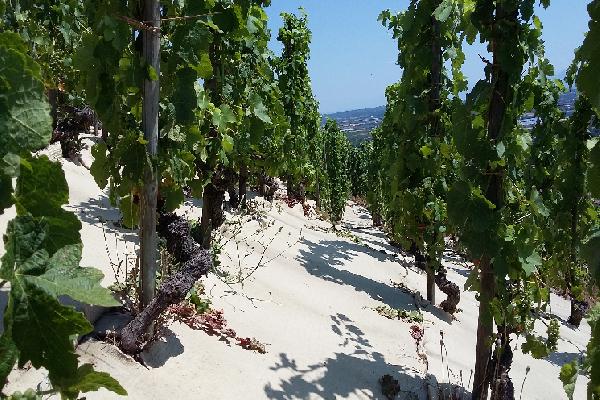  Laine ou coquilles d'huîtres, des viticulteurs testent des paillages inattendus