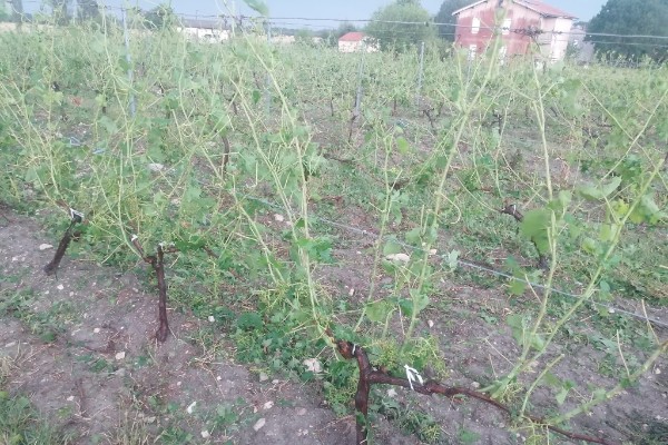 Des milliers d’hectares de vigne ravagés par la grêle à Bordeaux et Cognac