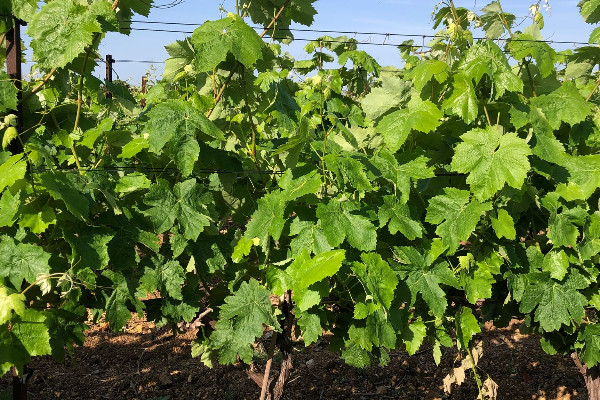 'Pas de cépage miracle qui réponde' à tous les défis du changement climatique