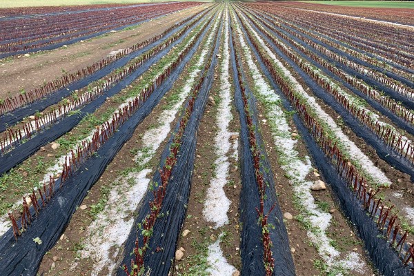 La grêle fait craindre une pénurie de plants de vigne