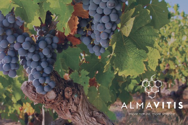 Un programme de traitement de la vigne dédié au stress hydrique 