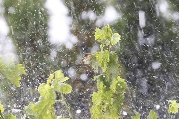 Énièmes dégâts de grêle dans les vignobles