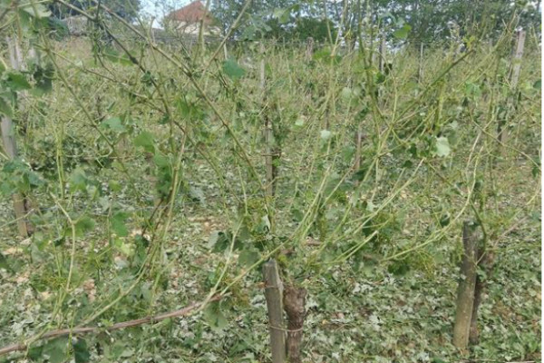 La grêle met à terre des vignes du piémont pyrénéen