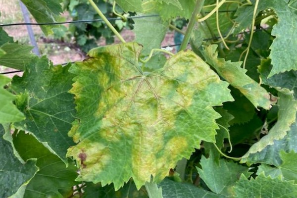 L’état sanitaire du vignoble se dégrade après le passage des orages