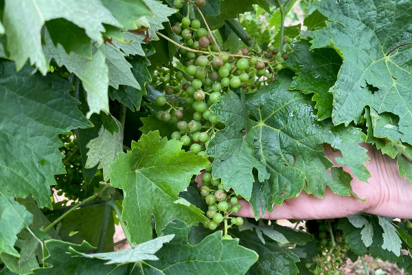 Avant la grêle, 'on comptait sur cette année pour faire une belle récolte et de la réserve' à Cognac