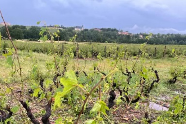 La grêle frappe encore les vignes du Beaujolais et de la Bourgogne
