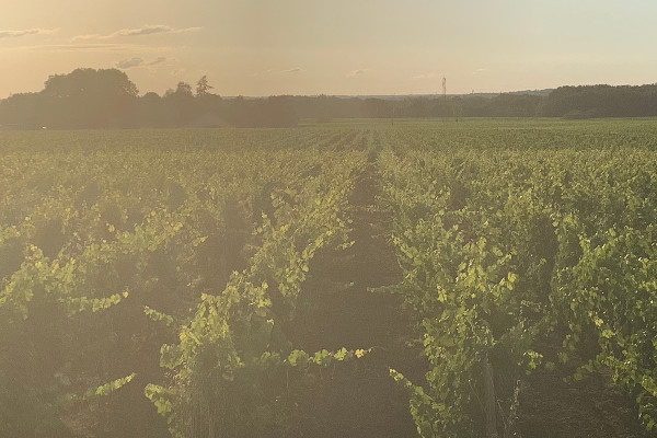 Les vins AOC soutiennent le besoin d'arrachage primé à Bordeaux