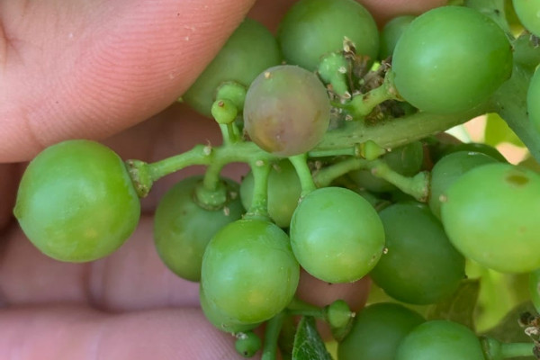 Début de véraison dans le vignoble méridional, la précocité s’y confirme
