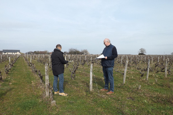 Des vignerons tentent la géobiologie face aux impasses inexpliquées