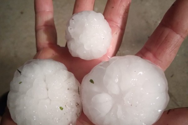 Plus de pluie que de grêle pour les vignes d’Alsace