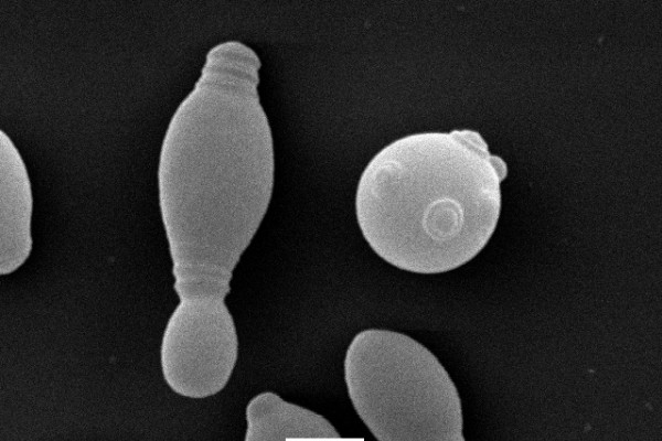 Une levure non-saccharomyces pour des vins blancs et rosés hyper floraux 