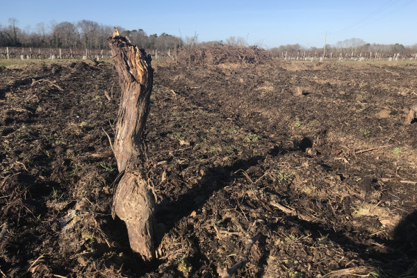 Avis tranchés sur une aide à l’arrachage du vignoble de Bordeaux
