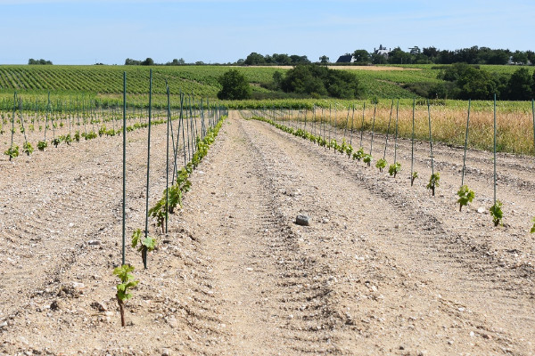 Simplification et harmonisation pour les vins AOC d’Anjou-Saumur   